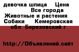 девочка шпица  › Цена ­ 40 000 - Все города Животные и растения » Собаки   . Кемеровская обл.,Березовский г.